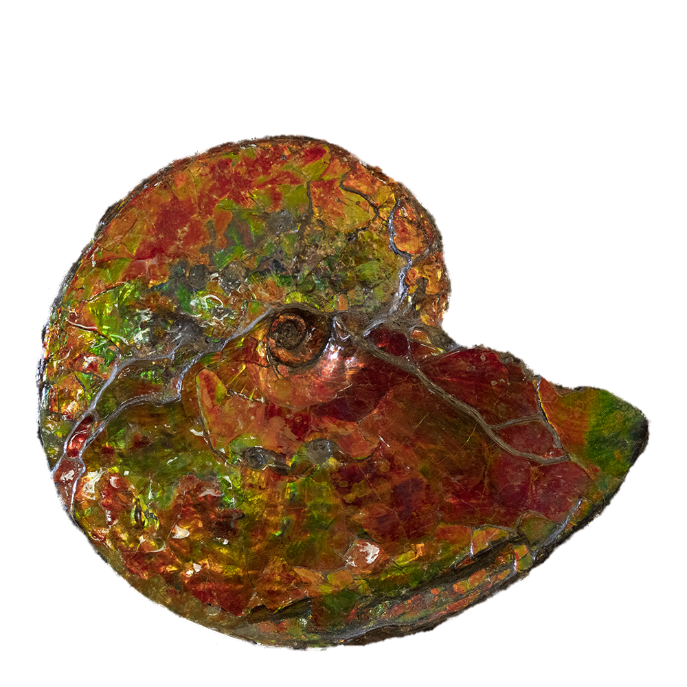 Ammolite