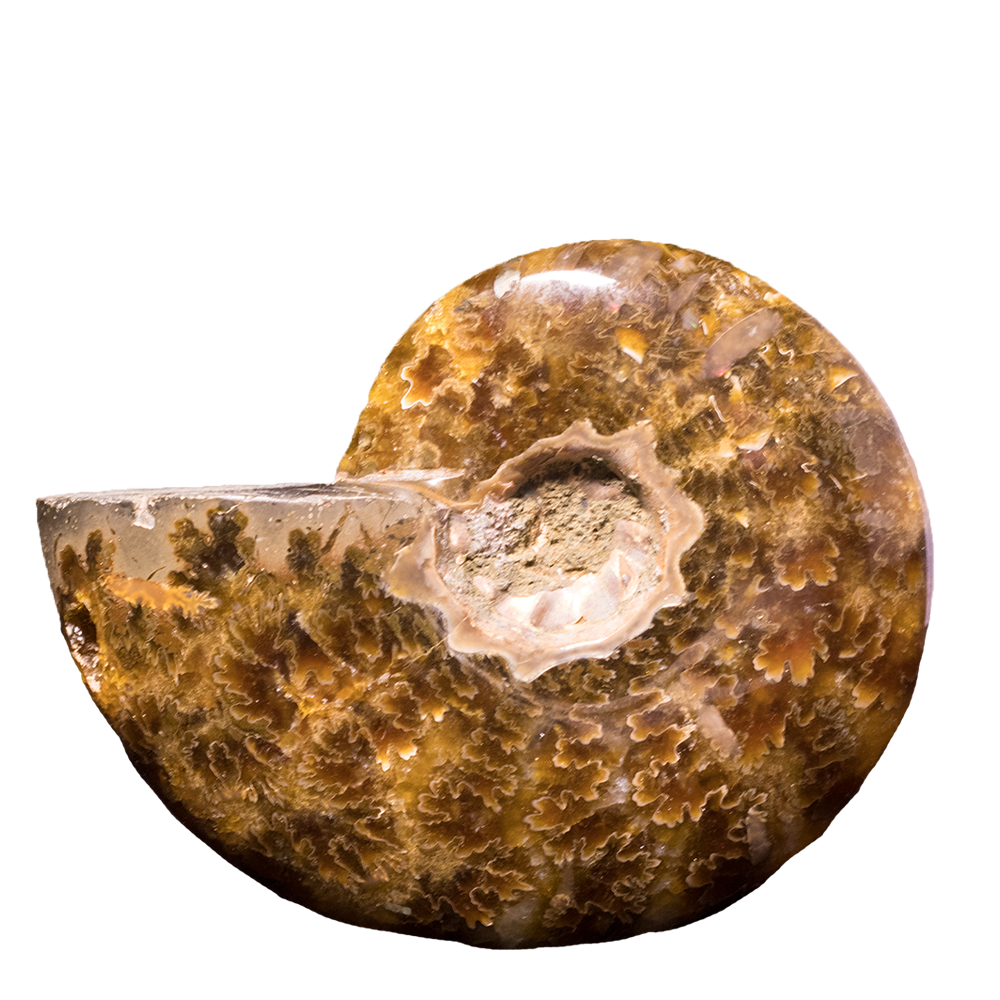 Ammonite