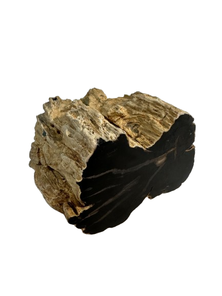 Madagascar Petrified Wood