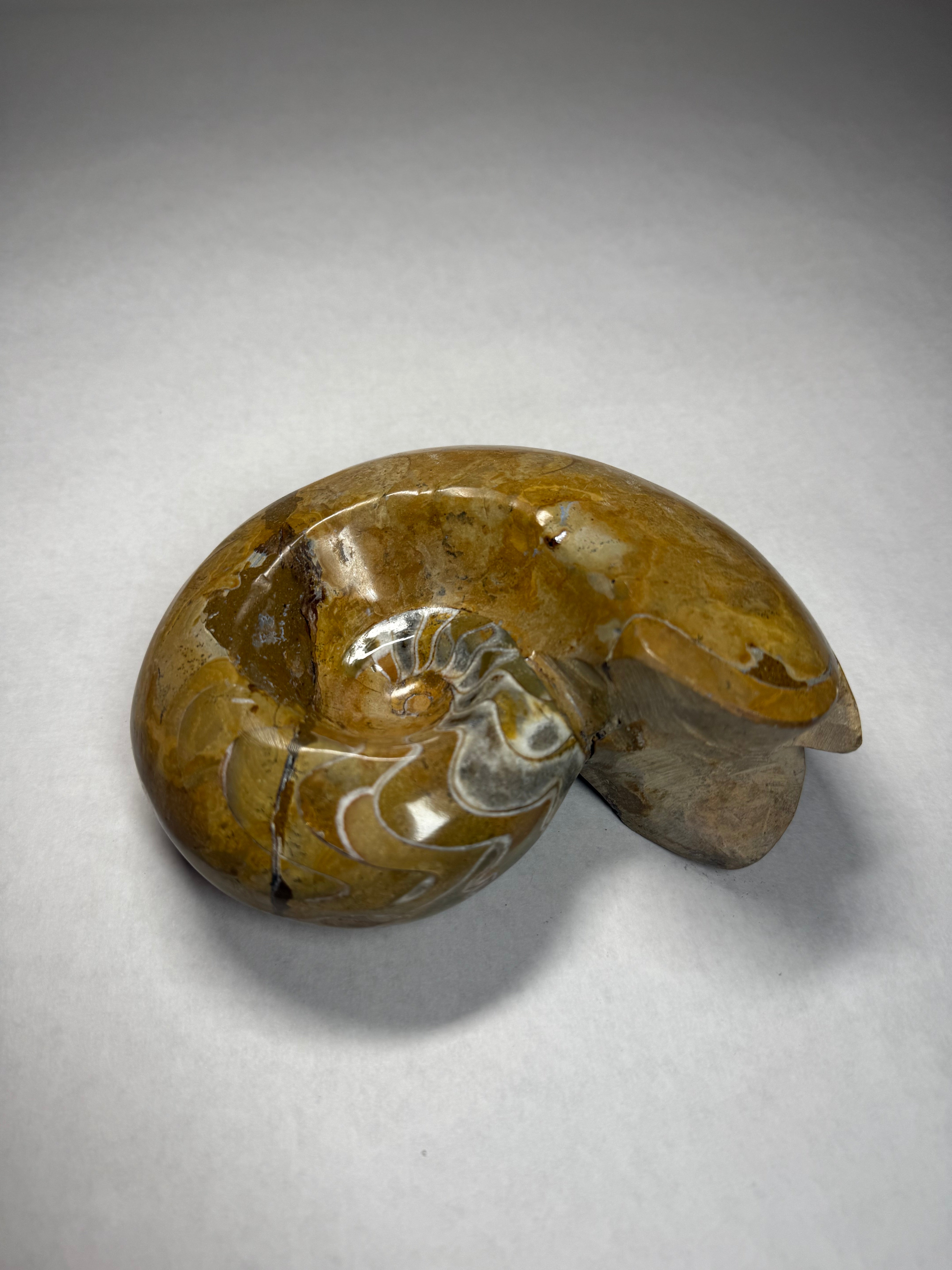 Red Opalized Ammonite (Canada)