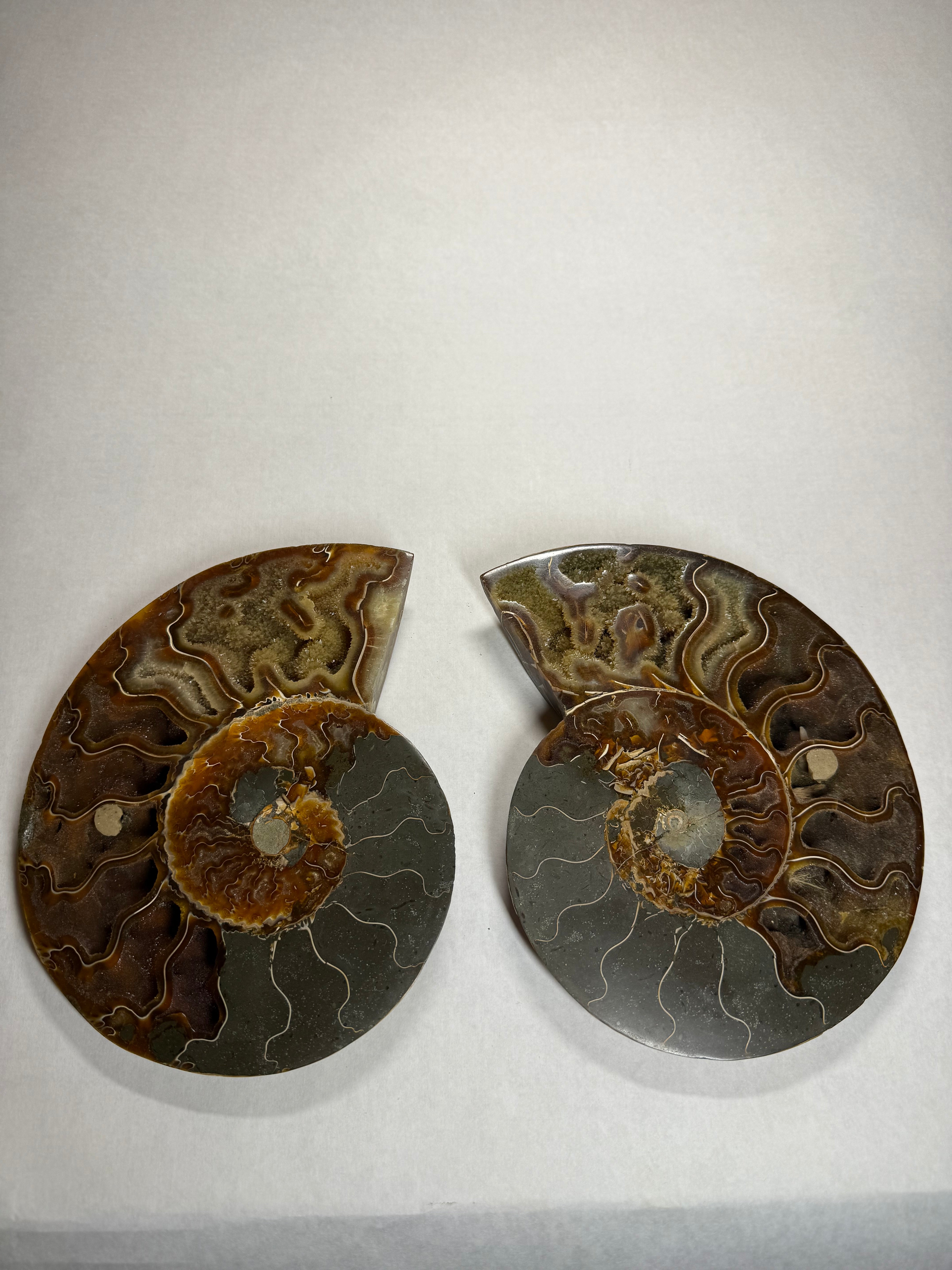 Ammonite Pair (Madagascar)