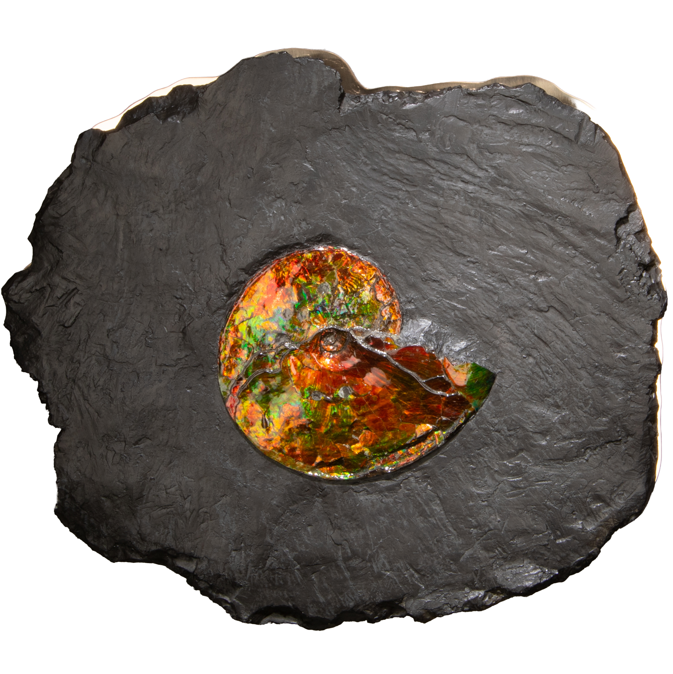 Ammonite sur bronze