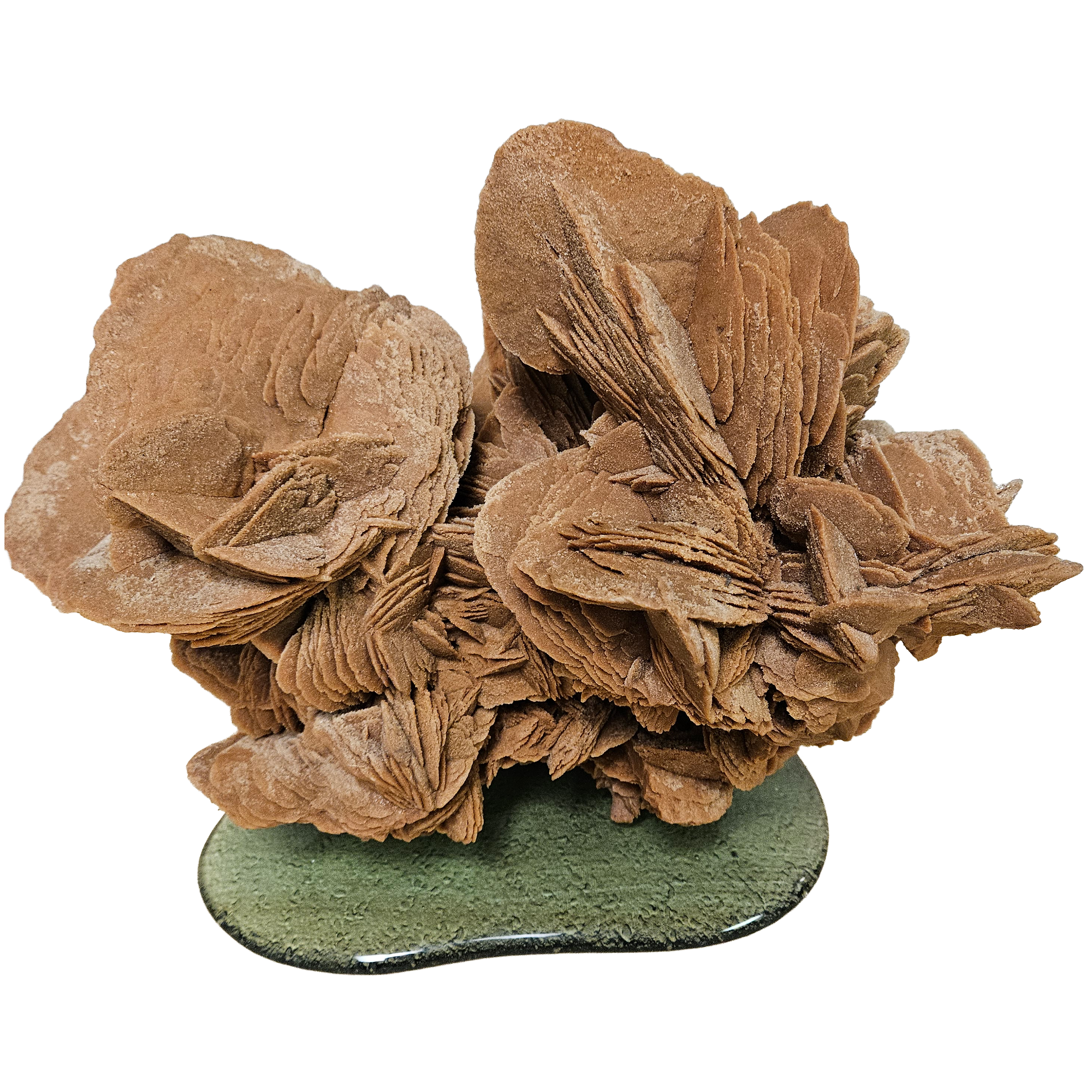 Rose Gypsum sur verre coulé (Grand format)