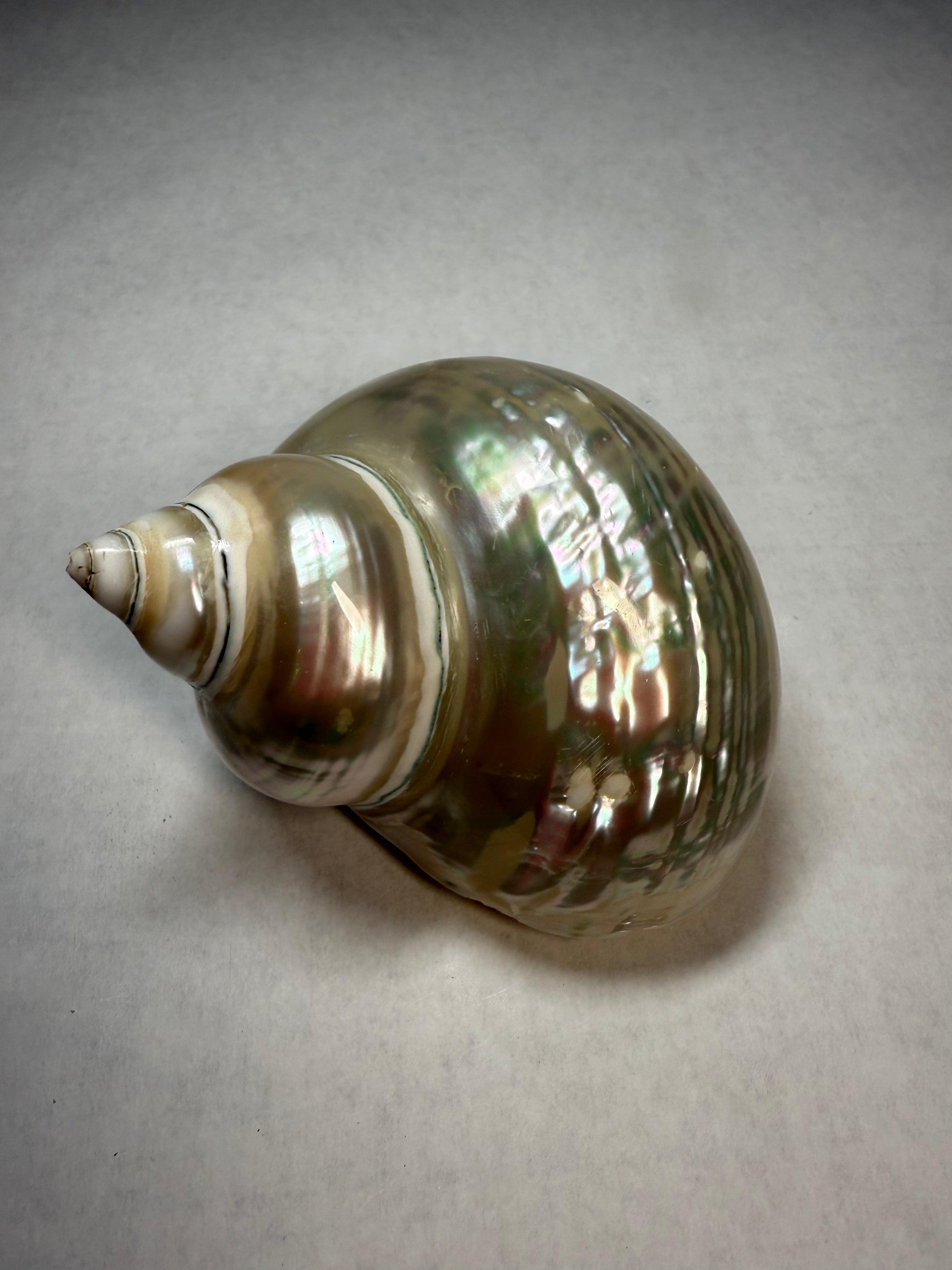 Polished Shell