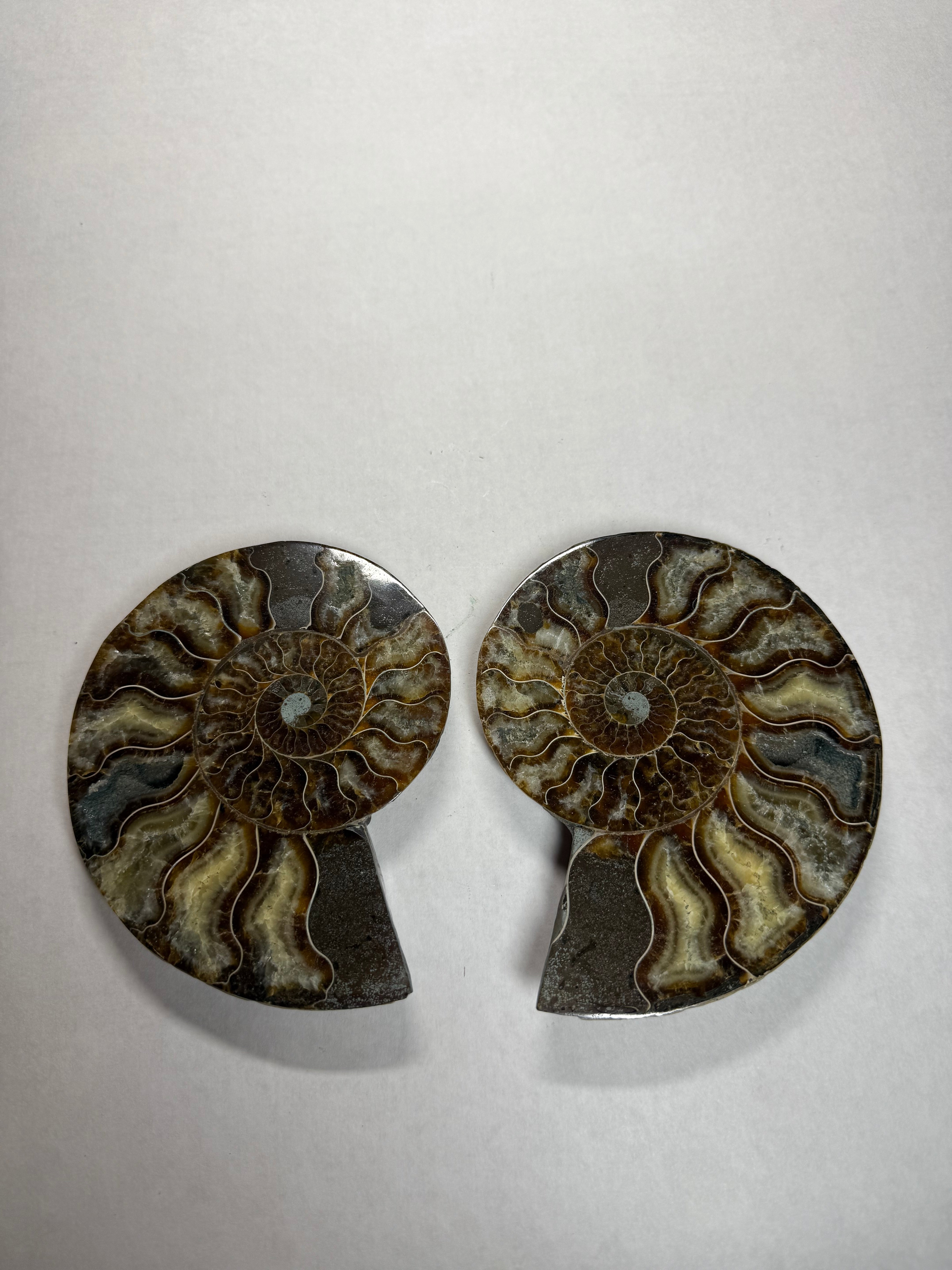 Ammonite Pair (Madagascar)