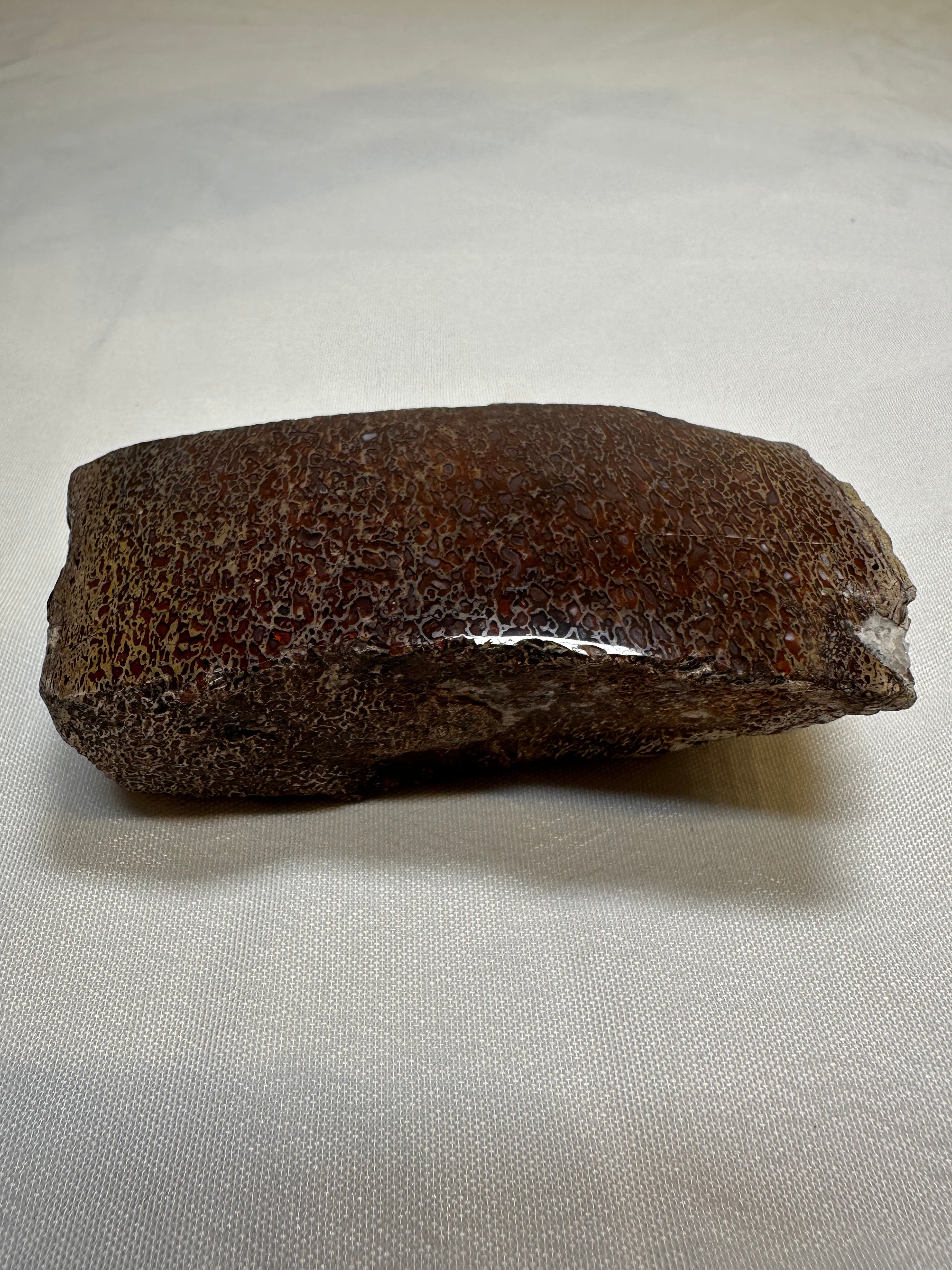 Os de dinosaure poli