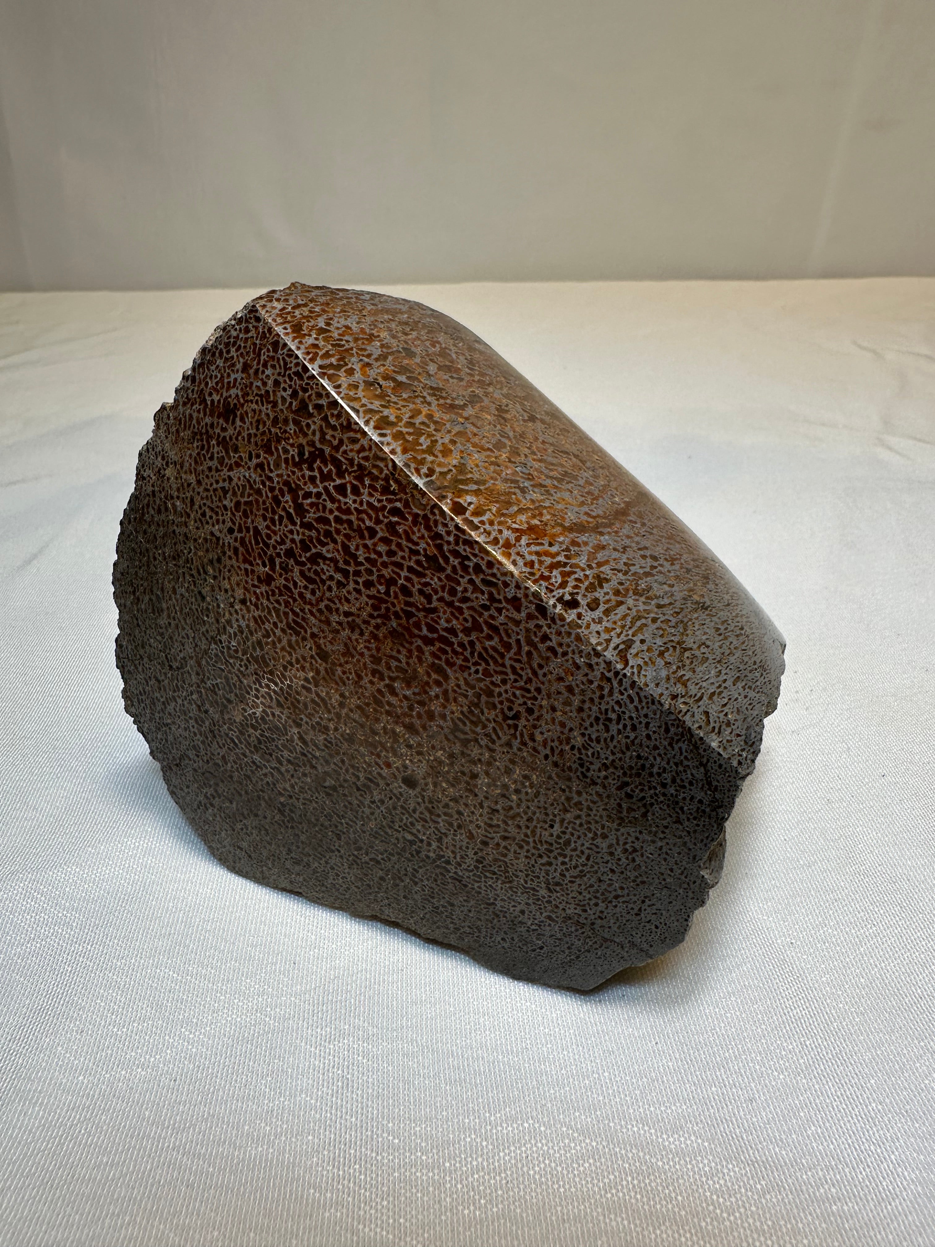 Os de dinosaure poli