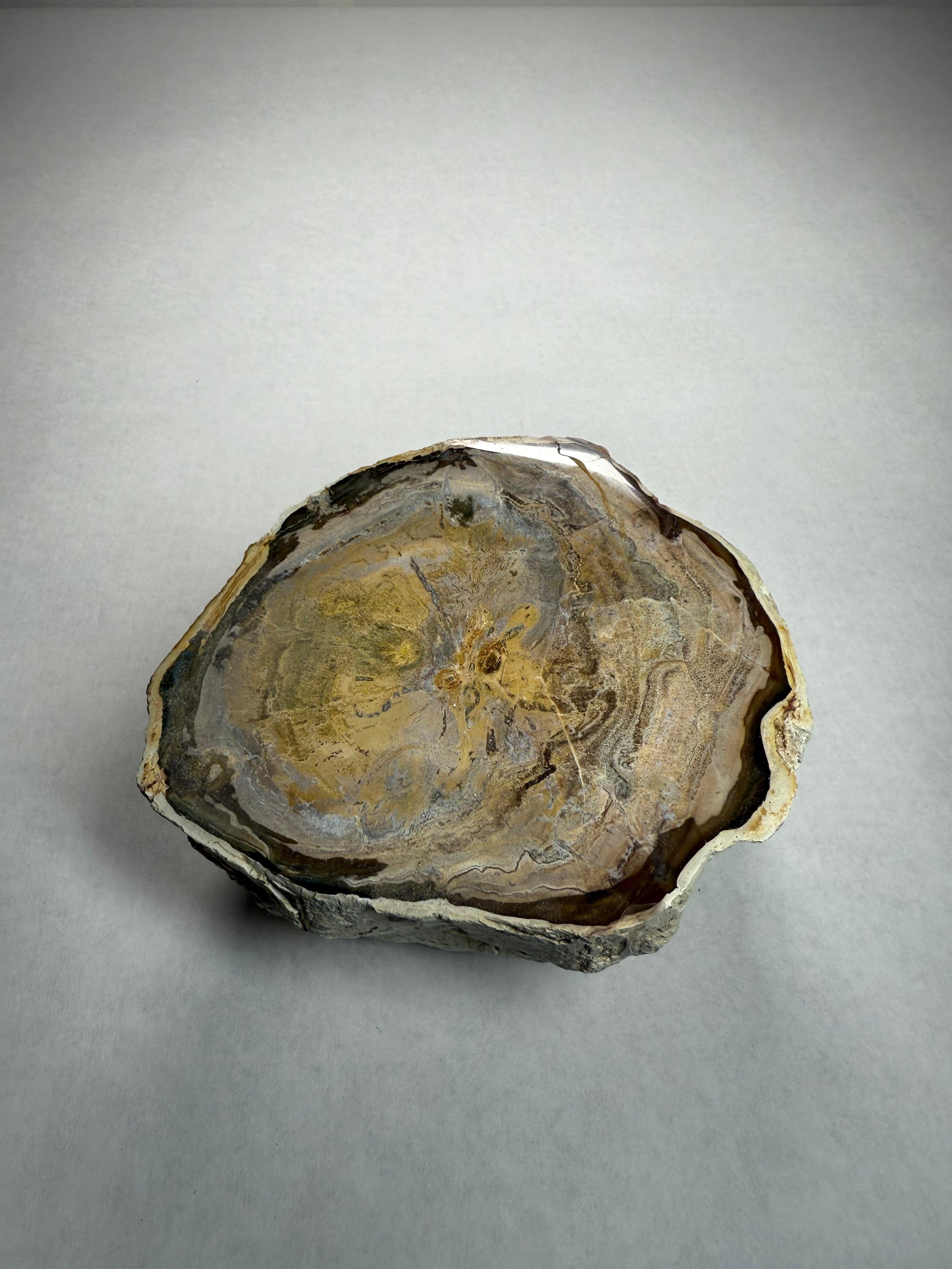 Petrified Wood (Arizona)