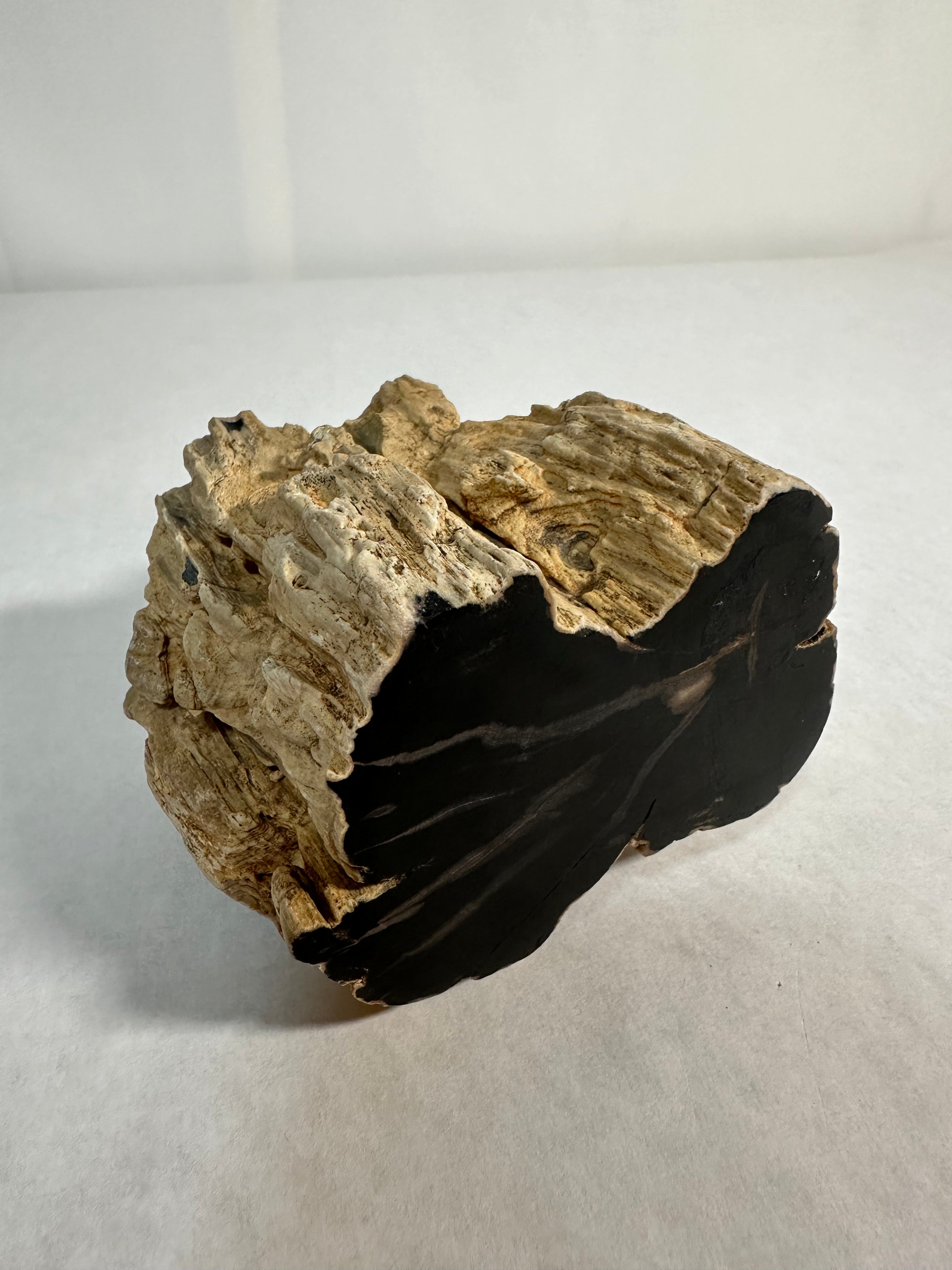 Madagascar Petrified Wood