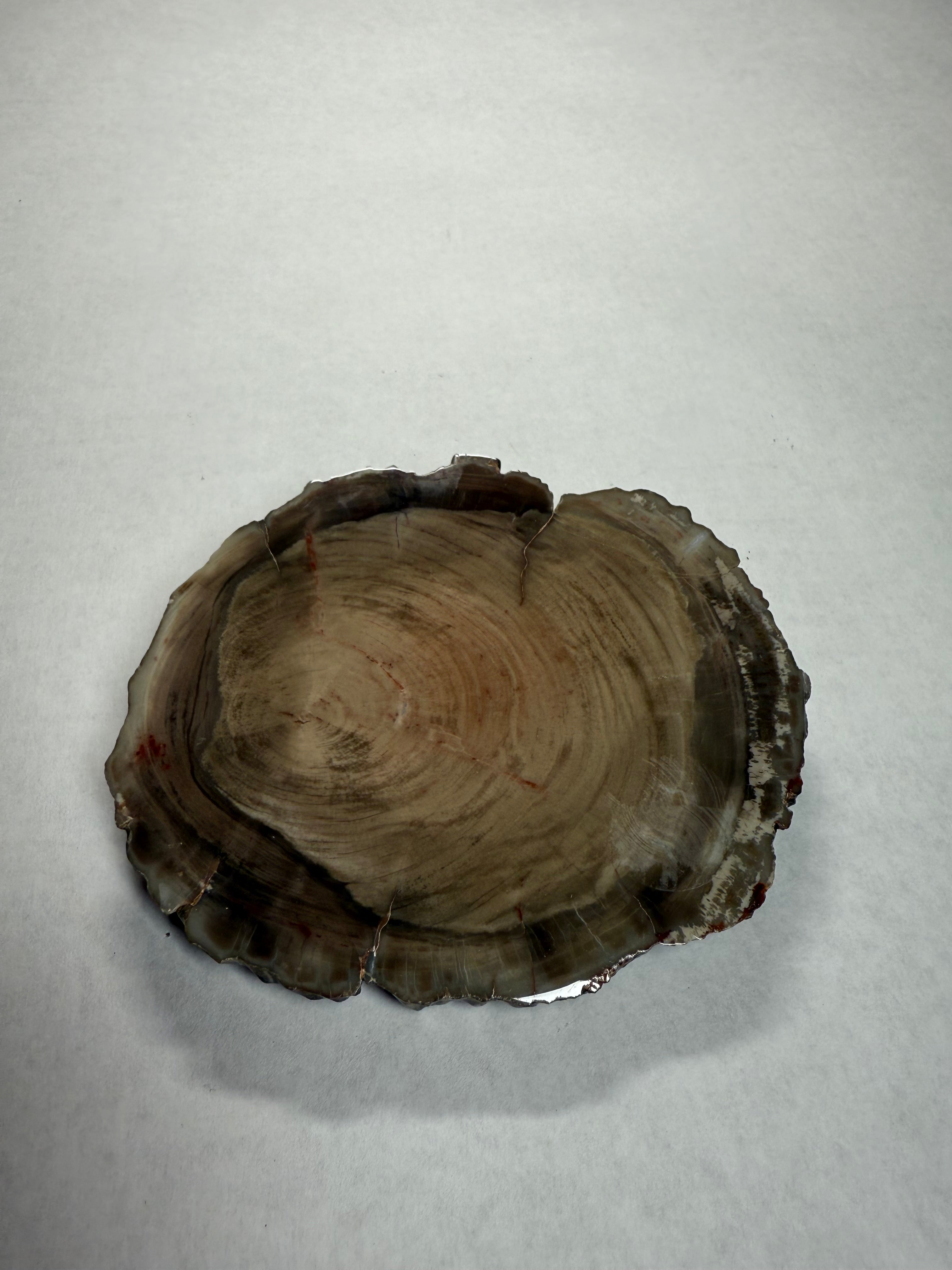 Petrified Wood (Patagonia)