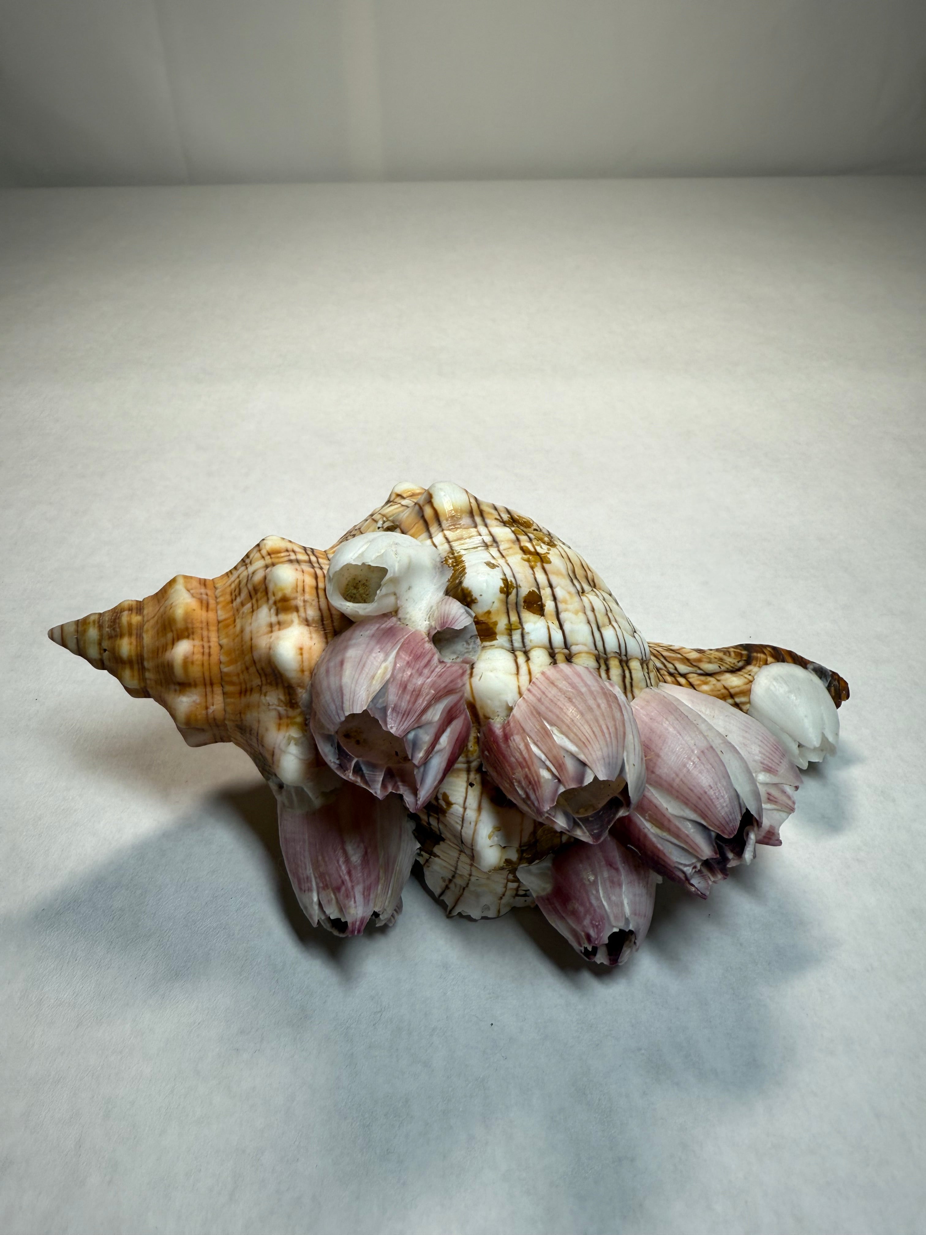 Coquillage avec des balanes