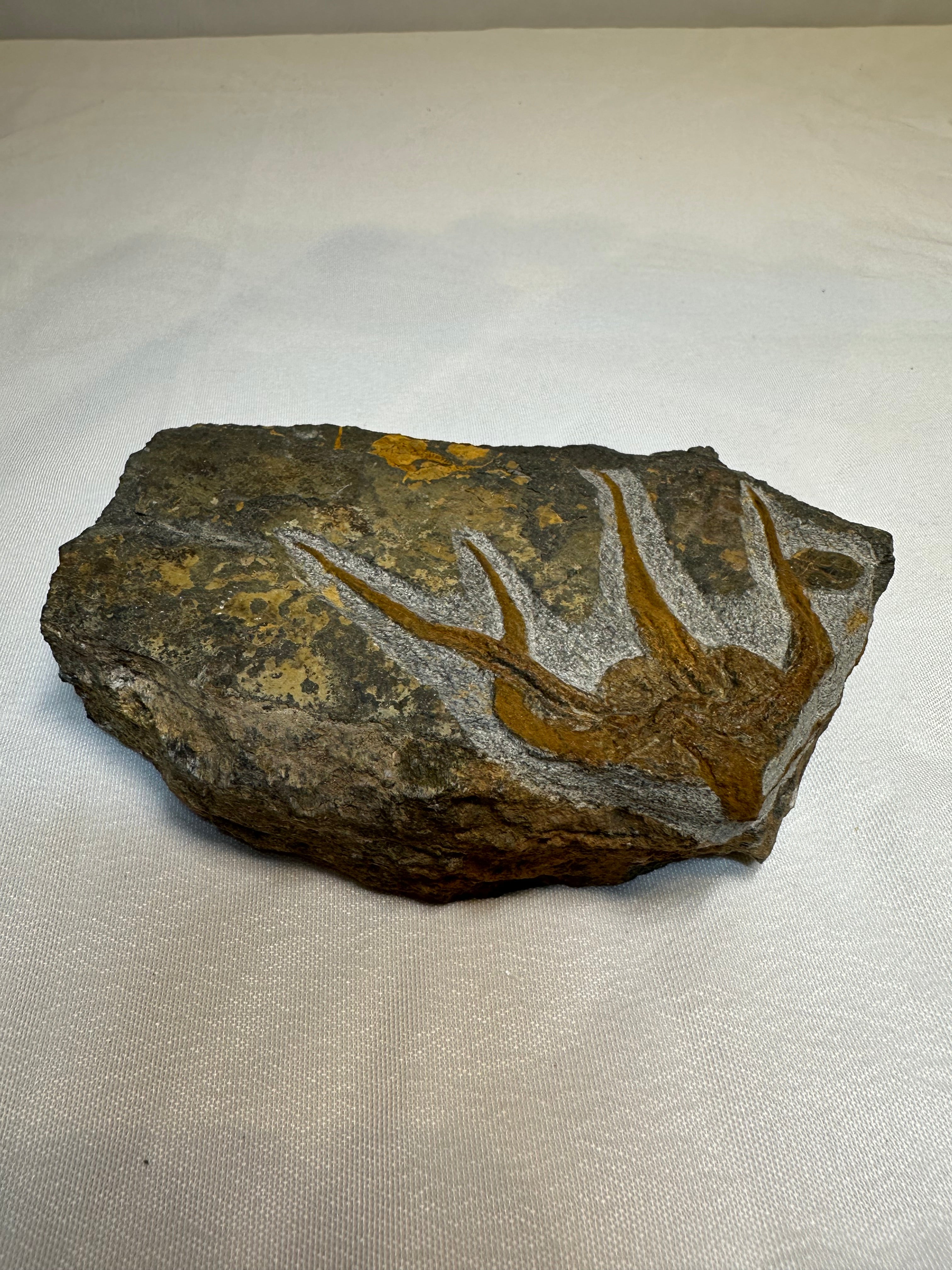 Fossile dans la pierre