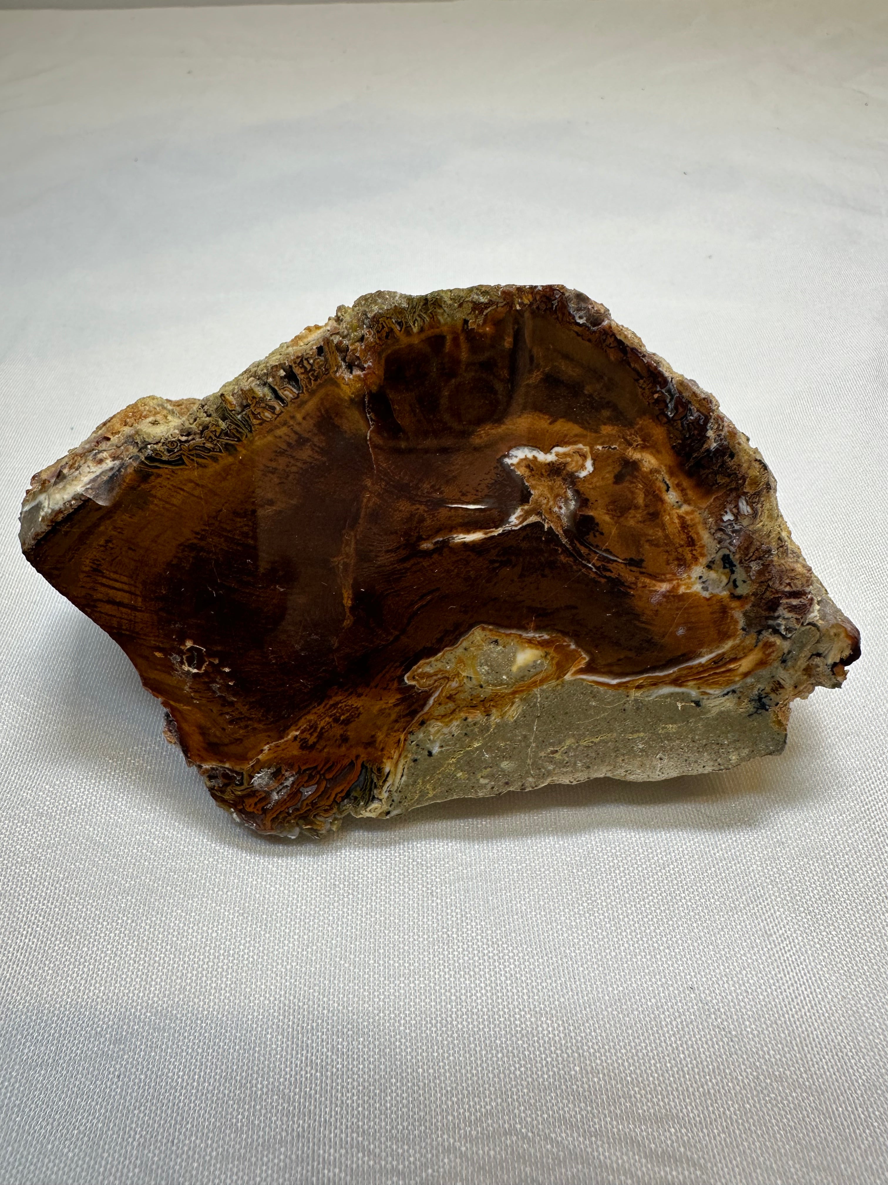 Petrified Wood