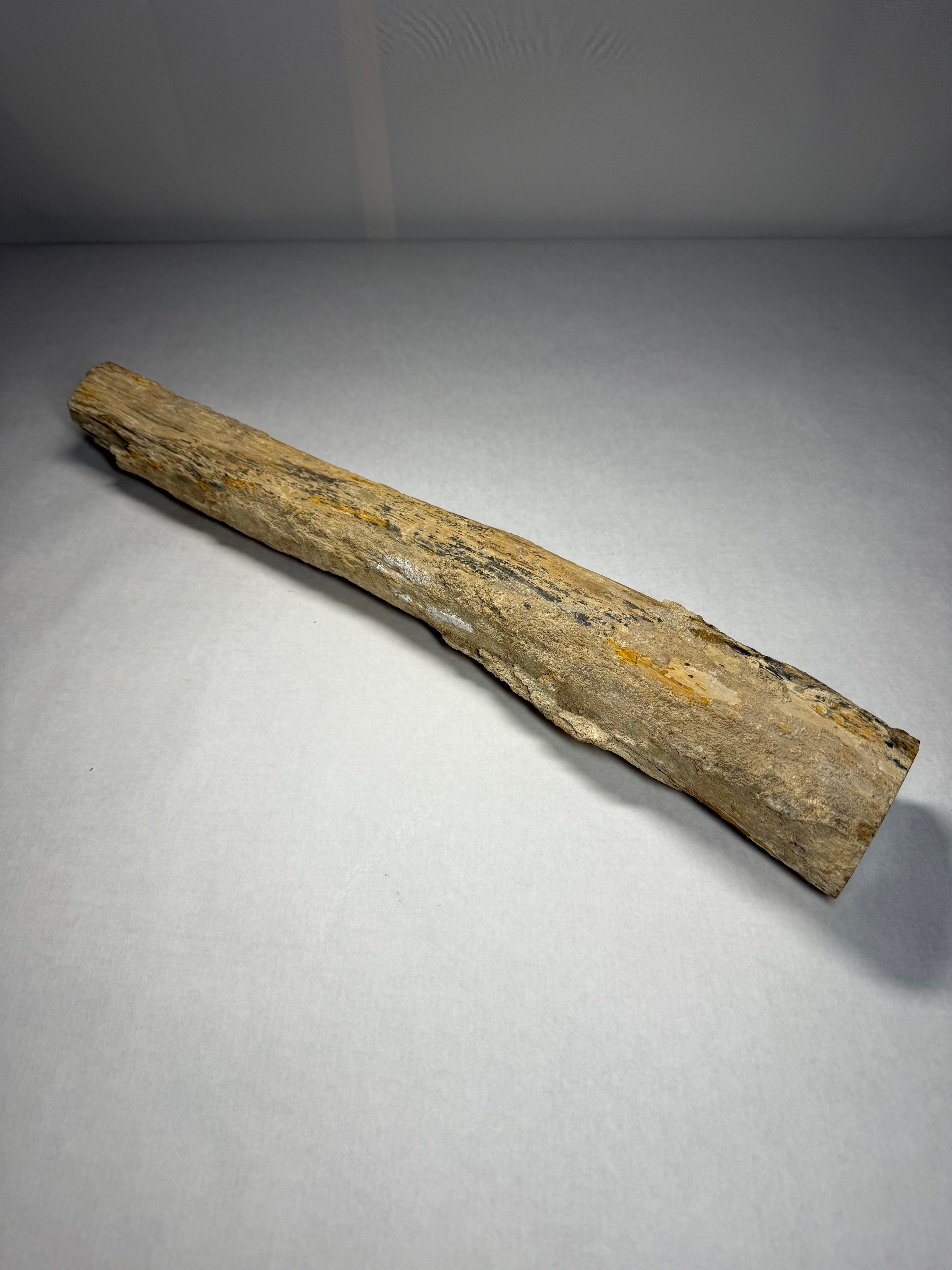 Dino Bone (16 millions d'années) Tricératops du Colorado