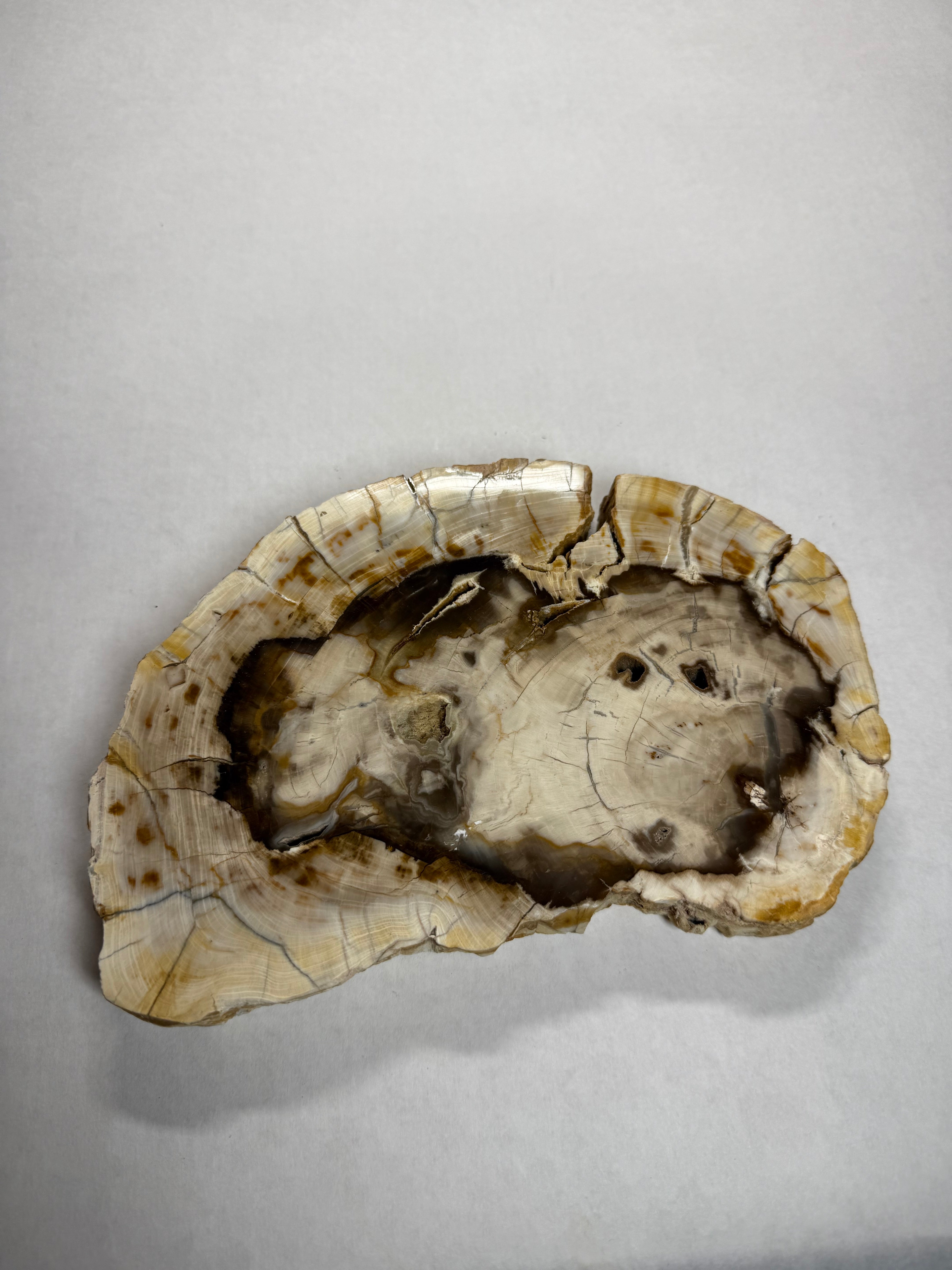 Petrified Wood - Bald Cyprus (Rattlesnake Hills, Grant Co. Washington)