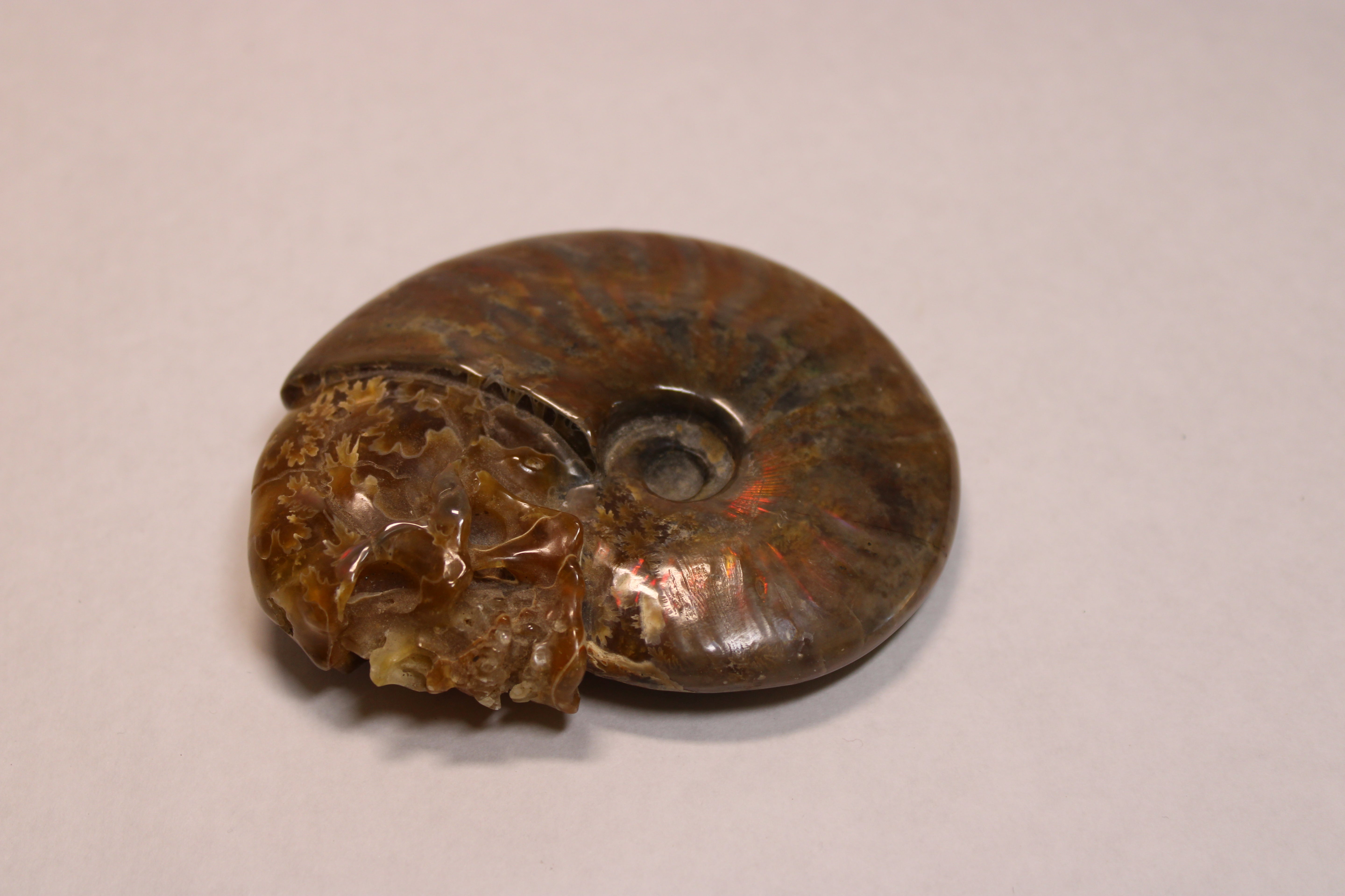 Ammonite w/Carved Skull (Madagascar)