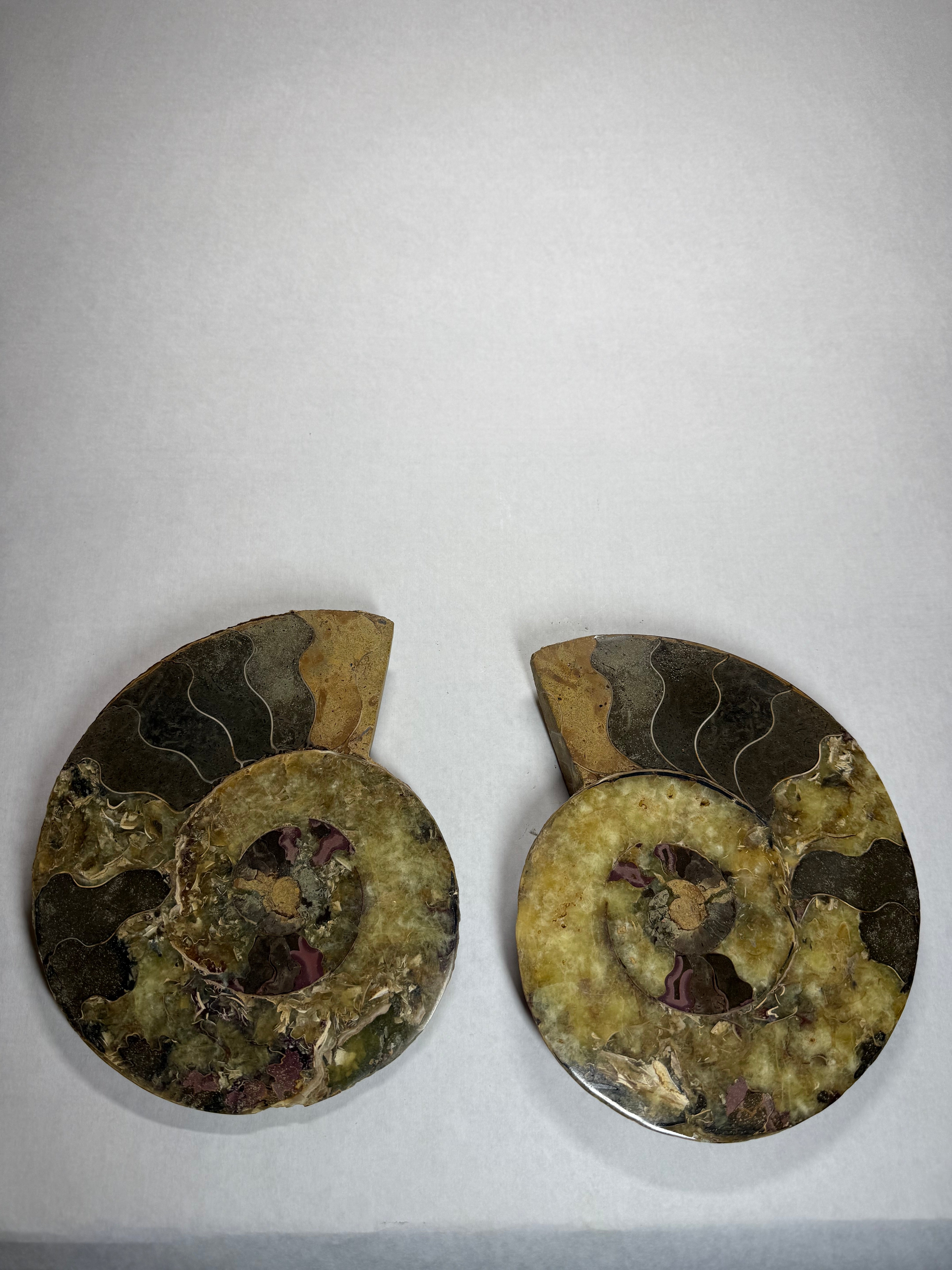 Ammonite Pair (Madagascar)