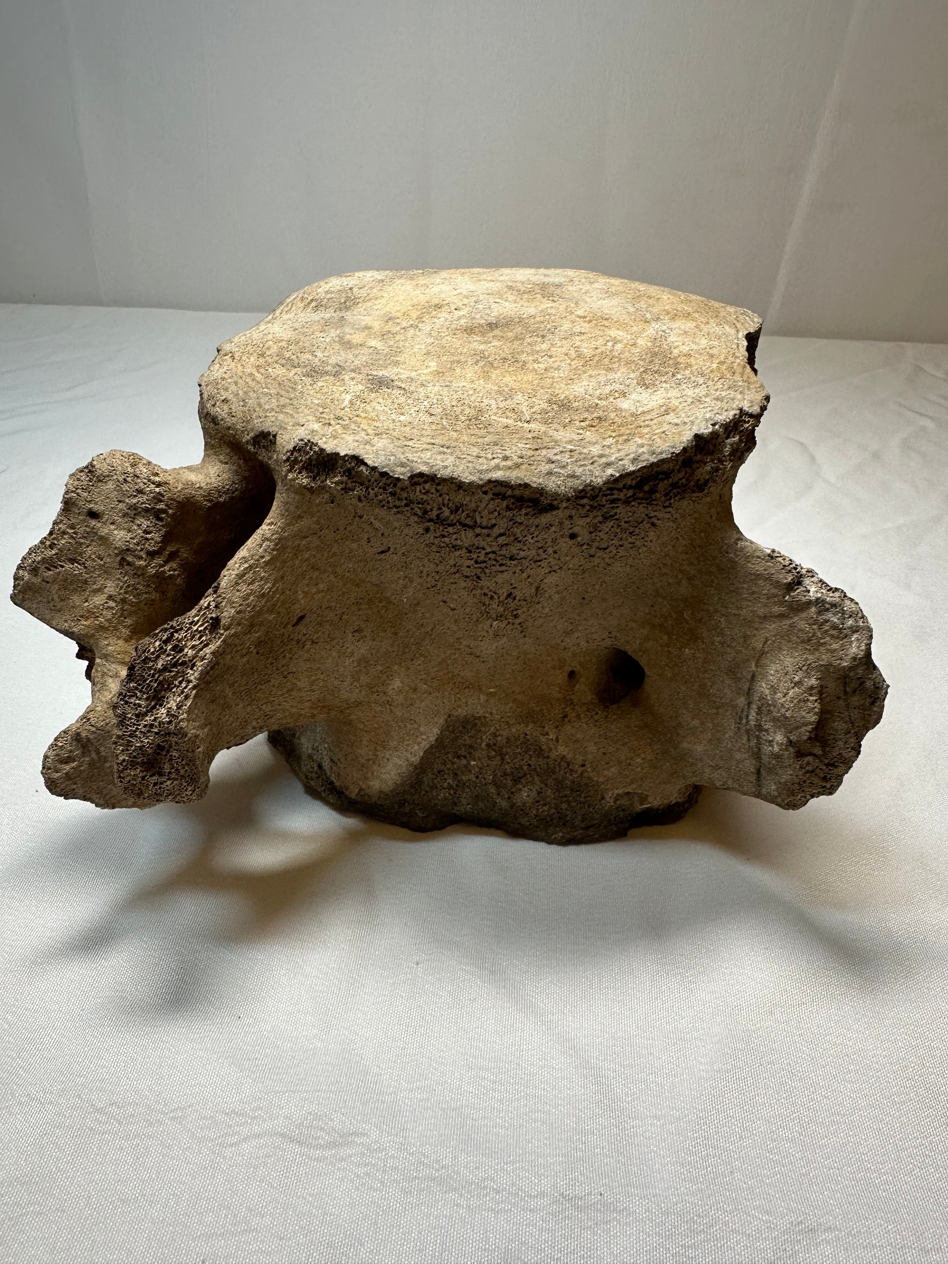 Vertèbre de baleine