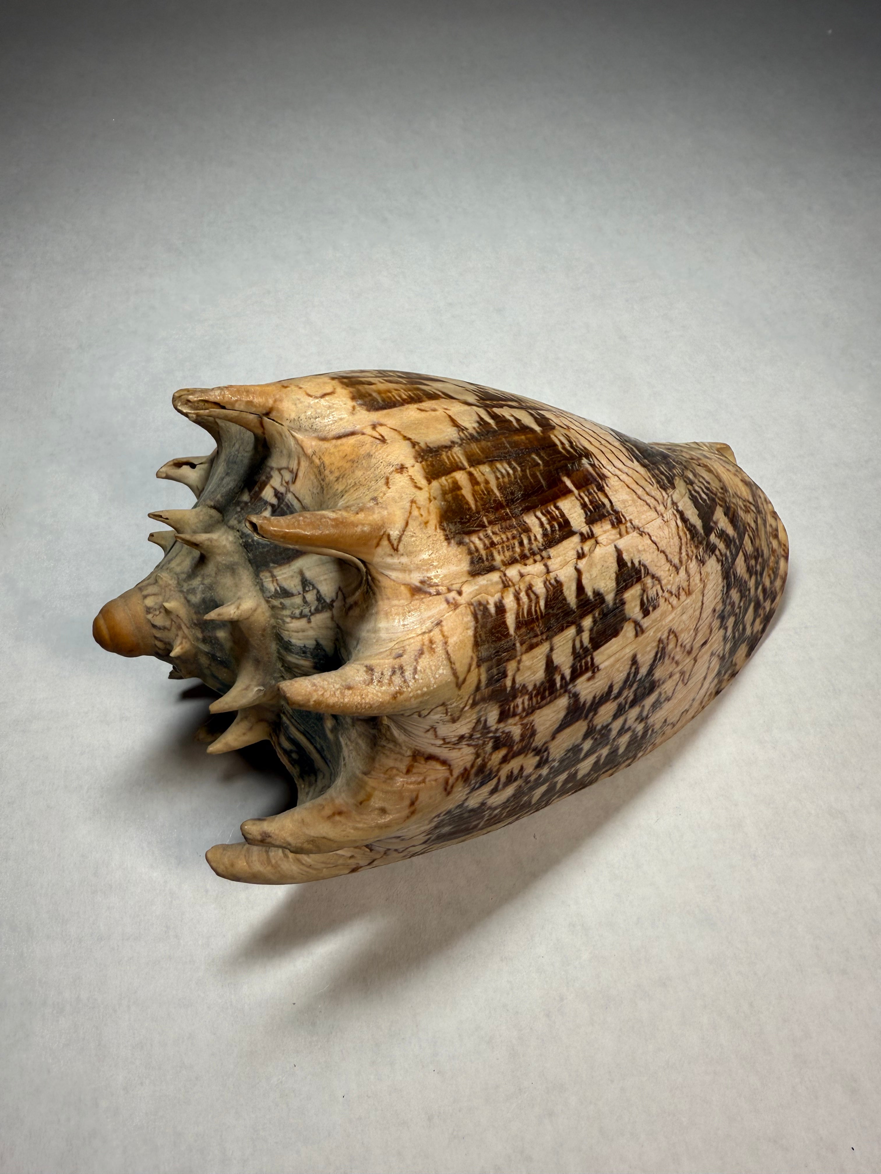 Cymbiola Imperialis (Sud-Ouest des Philippines)