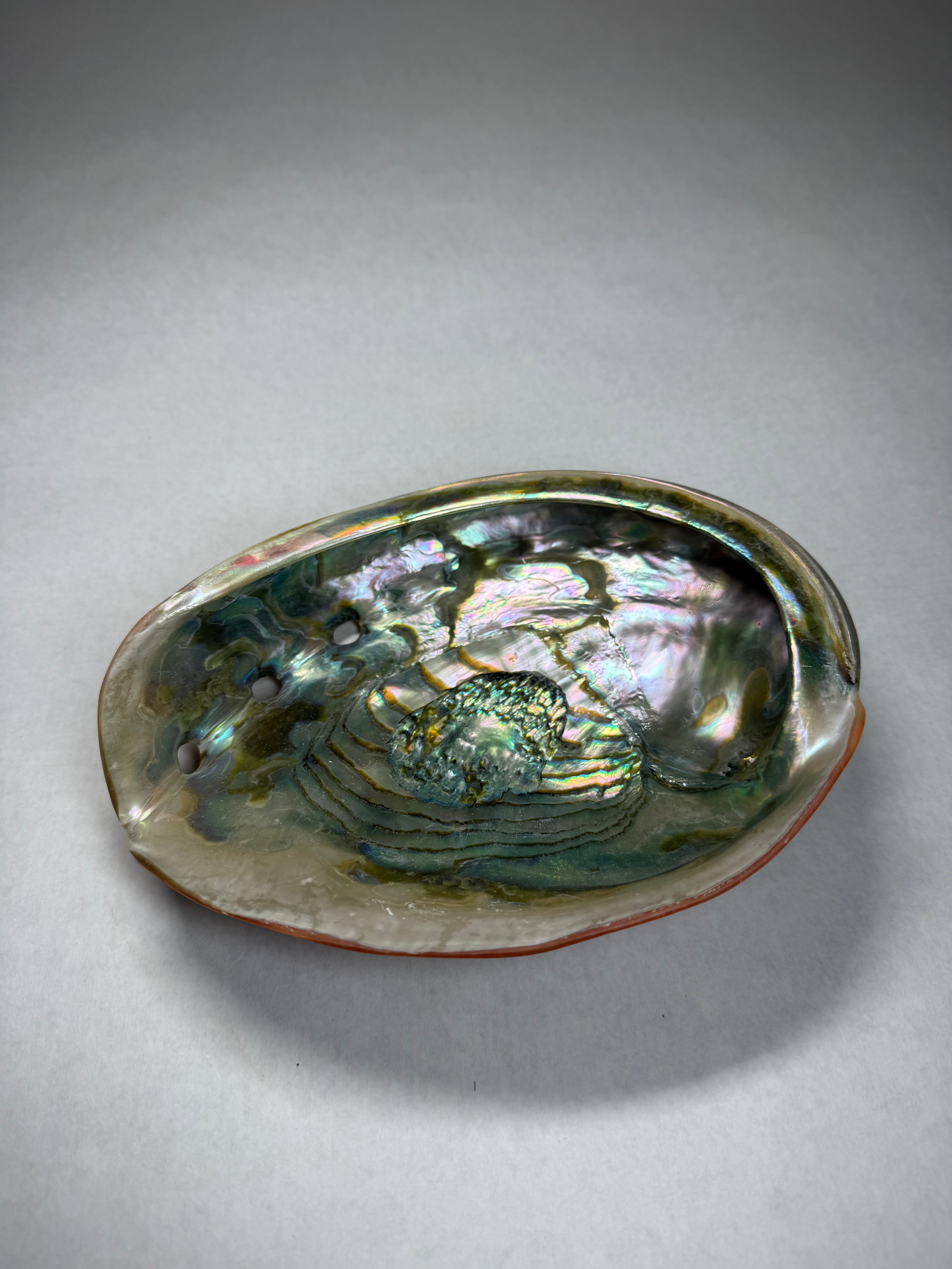 Abalone Shell (Africa)