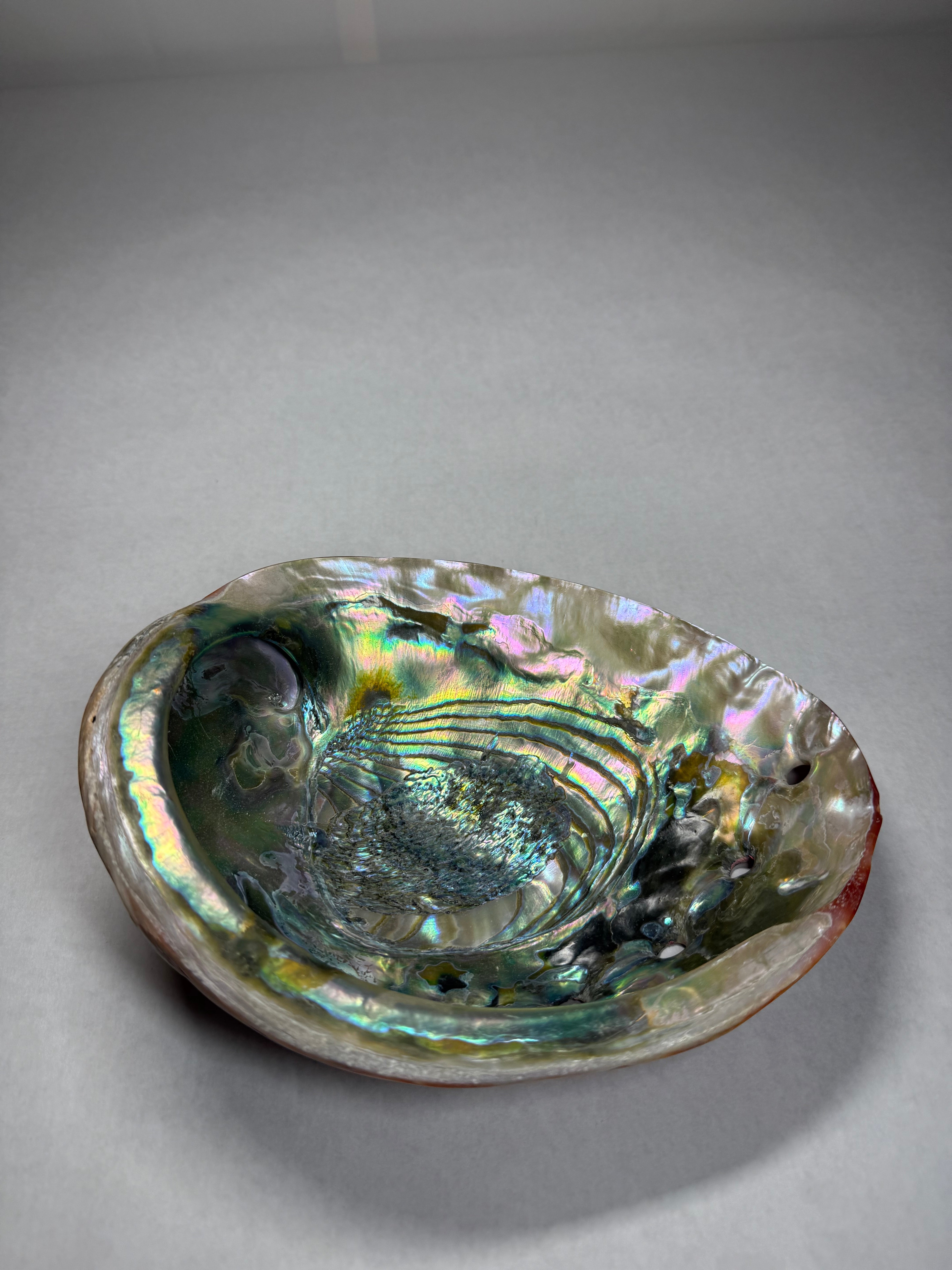 Abalone Shell (Africa)